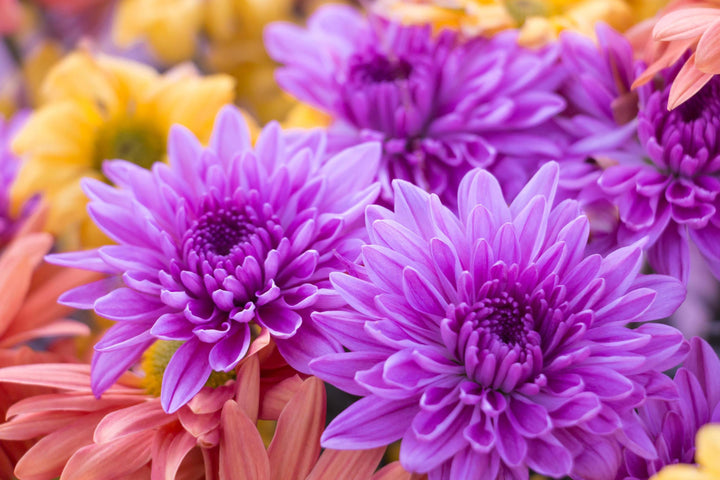 Purple Chrysanthemum Flower Seeds for Planting – Heirloom Non-GMO High Germination Seeds Seeds for Planting Organic Garden Seeds