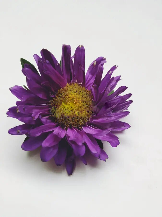 Purple Chrysanthemum Flower Seeds for Planting – Heirloom Non-GMO High Germination Seeds Seeds for Planting Organic Garden Seeds