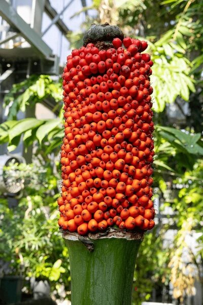 Corpse Flower Seeds Orange for Planting – Heirloom Non-GMO High Germination Seeds