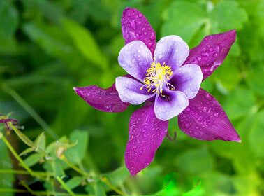 Purple Aquilegia Flower Seeds for Planting – Heirloom Non-GMO High Germination Organic Seeds