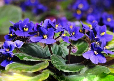 Blue Begonia Flower Seeds for Planting – Heirloom Non-GMO High Germination Organic Seeds