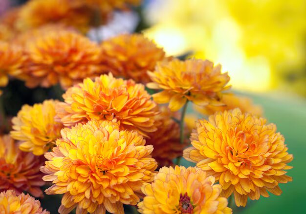 Chrysanthemum Flower Seeds Orange for Planting – Heirloom Non-GMO High Germination Seeds