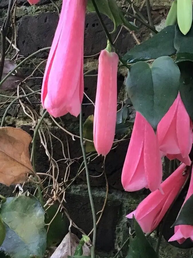 Semillas de Flor Lapageria Rosa – Cimbra, No Transgénicas, Alta Germinación