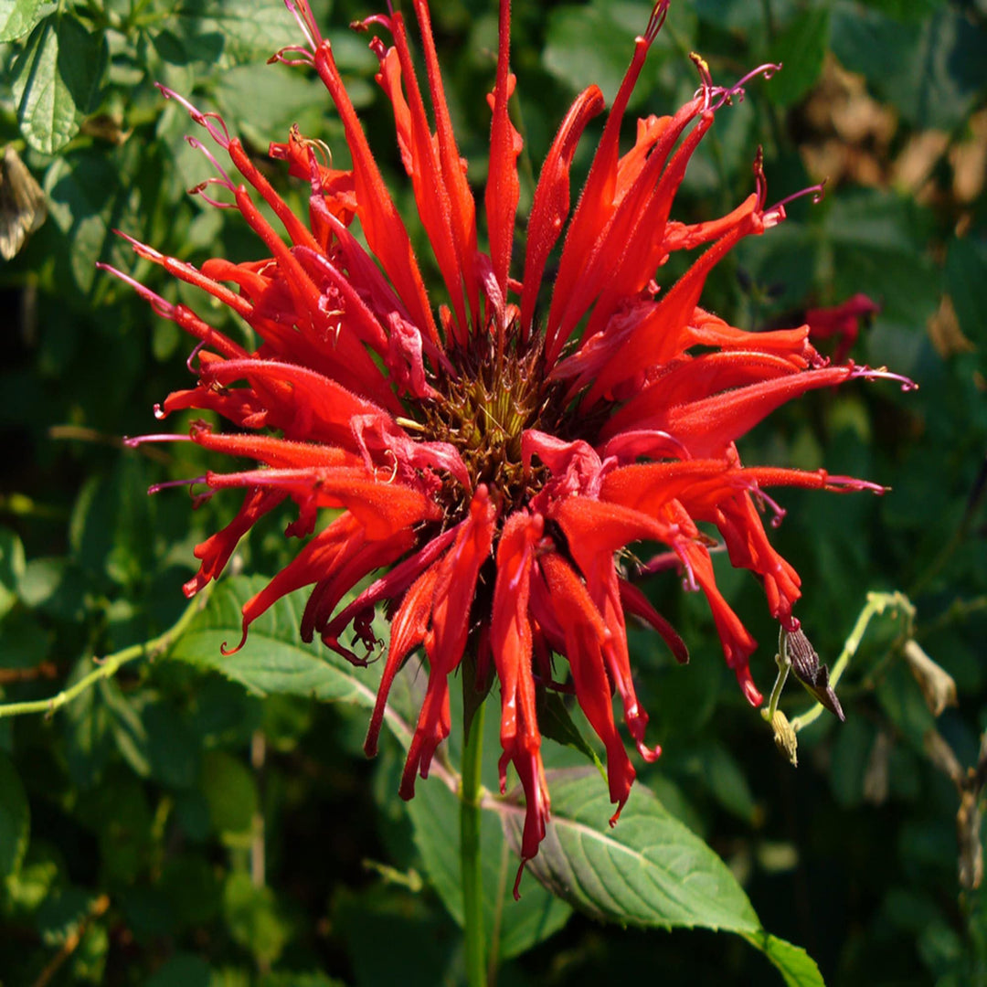 red bee flower seeds