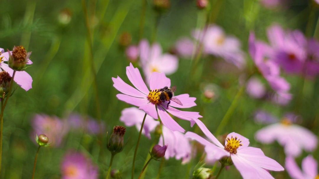 Pale Pink Chamomile Flower Seeds – Heirloom Non-GMO High Germination Garden Seeds