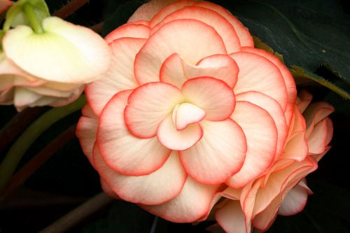 begoniatuberousontopfandangoimportedpelletedheirloomnongmohighgerminationorganicgarden flower seeds