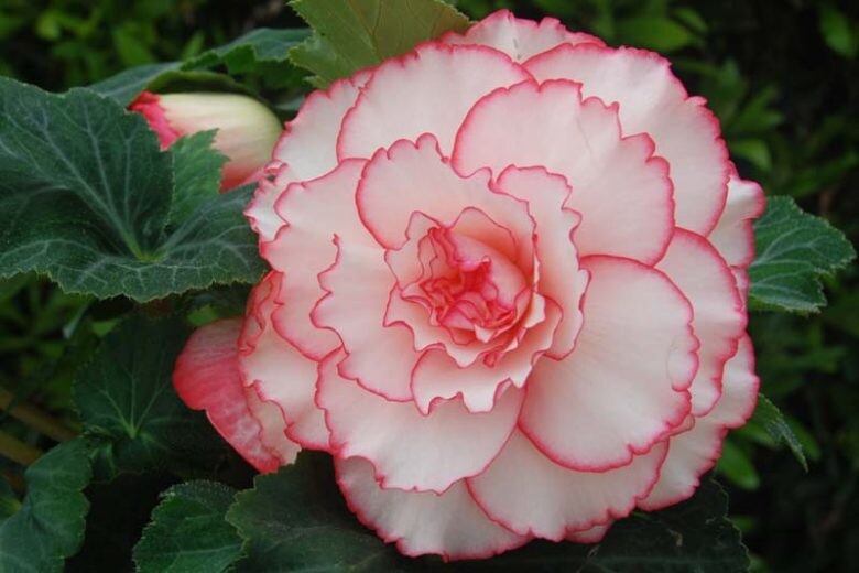 White Pink Begonia Flower Seeds Heirloom Non-GMO High Germination Organic Garden Seeds for Planting
