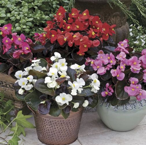 begonia semperflorens flower seeds