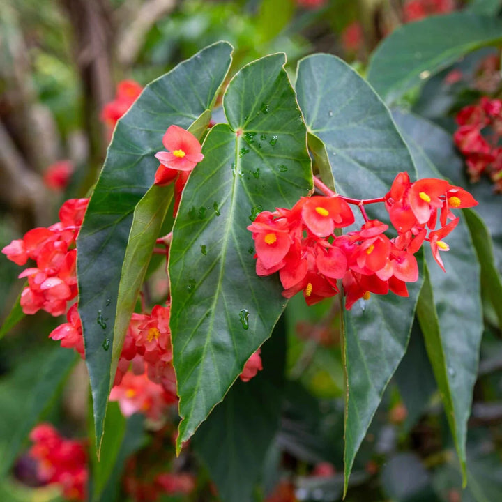 Begonie Blumensamen Rot zum Pflanzen Alte Sorte Gentechnikfrei Hohe Keimfähigkeit Bio Garten Samen