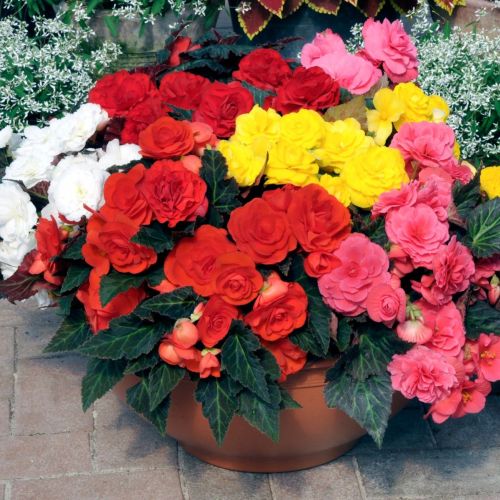 begoniatuberousnonstopmoccaimportedpelletedheirloomnongmohighgerminationorganicgarden flower seeds