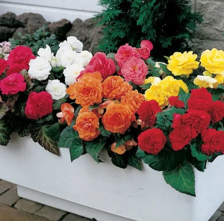 begoniatuberousnonstopimportedpelletedheirloomnongmohighgerminationorganicgarden flower seeds