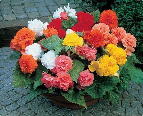 Begonia Flower Seeds Mixed for Planting – Heirloom Non-GMO High Germination Organic Seeds