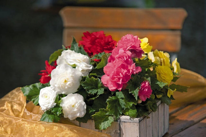 Mixed Begonia Flower Seeds for Planting – Heirloom Non-GMO High Germination Organic Seeds