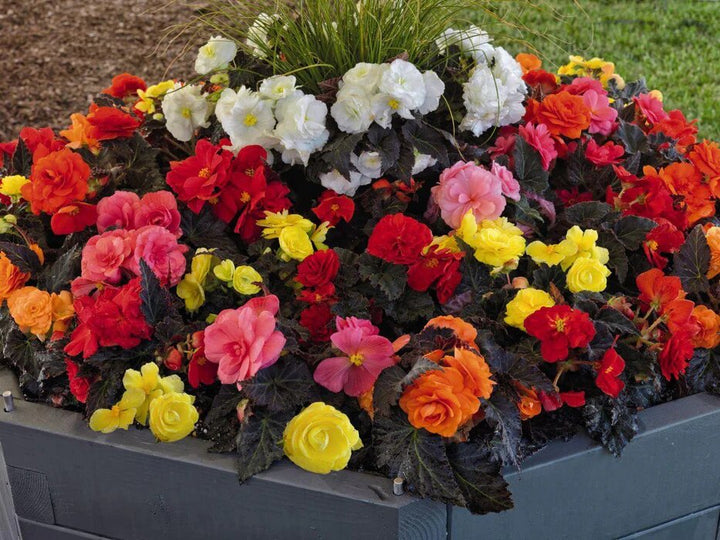 Begonia Seeds Mixed Seeds for Planting – Heirloom Non-GMO High Germination Organic Garden Seeds