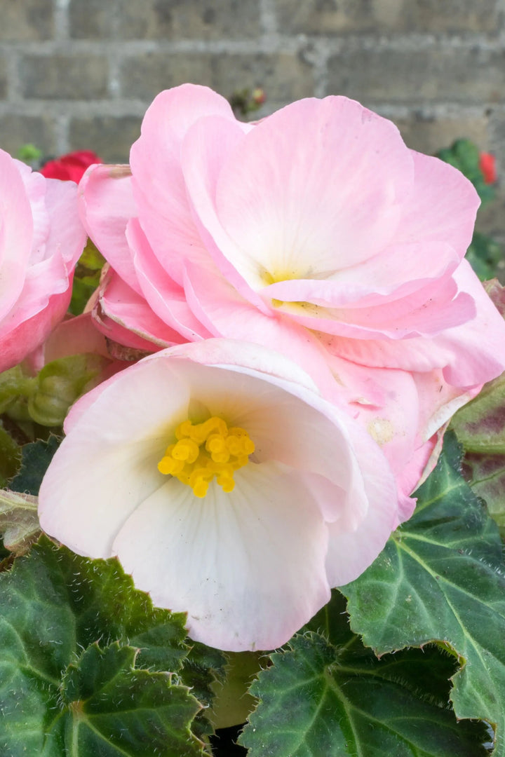 Pale Pink Begonia Flower Seeds for Planting – Heirloom Non-GMO High Germination Organic Seeds
