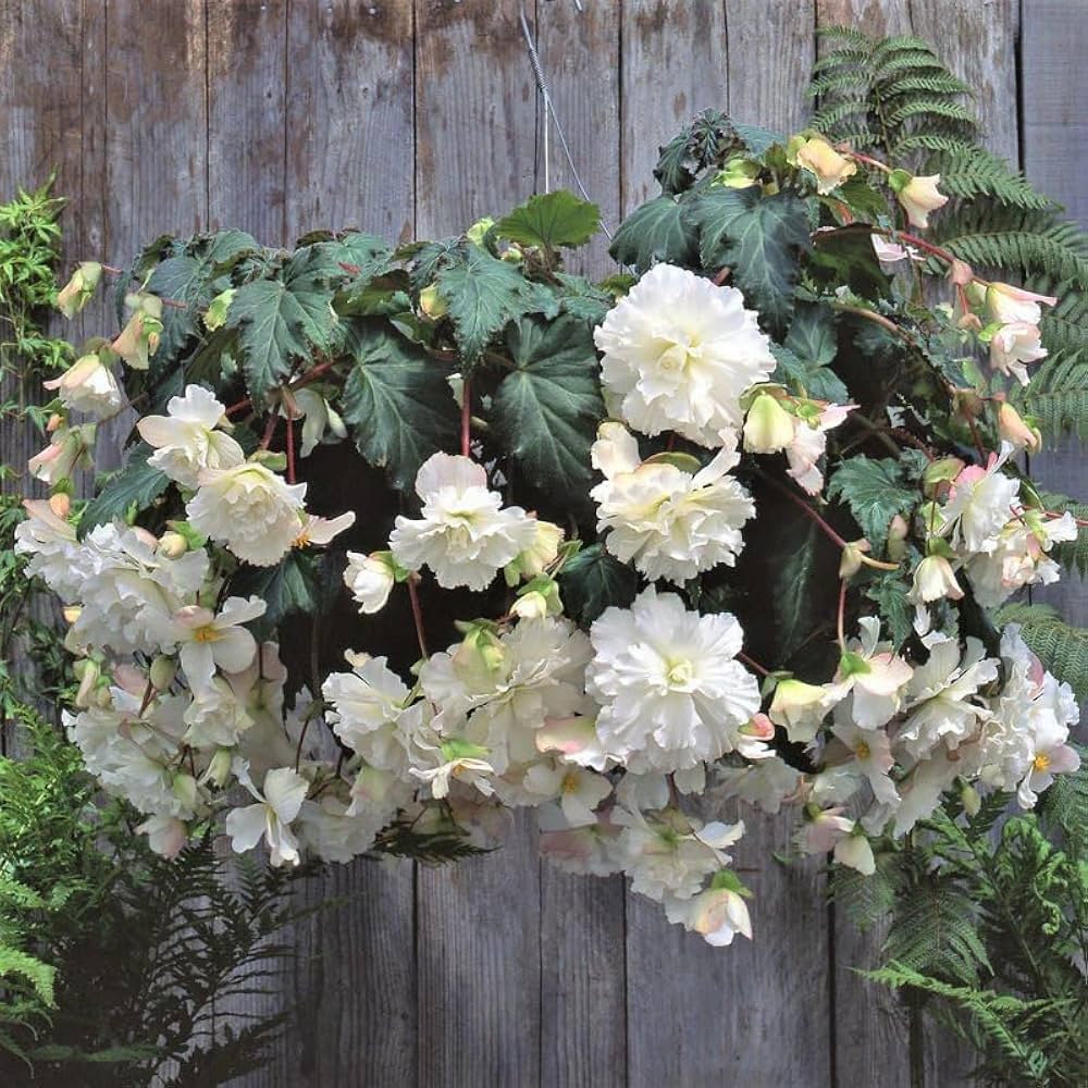 white begonia flower seeds
