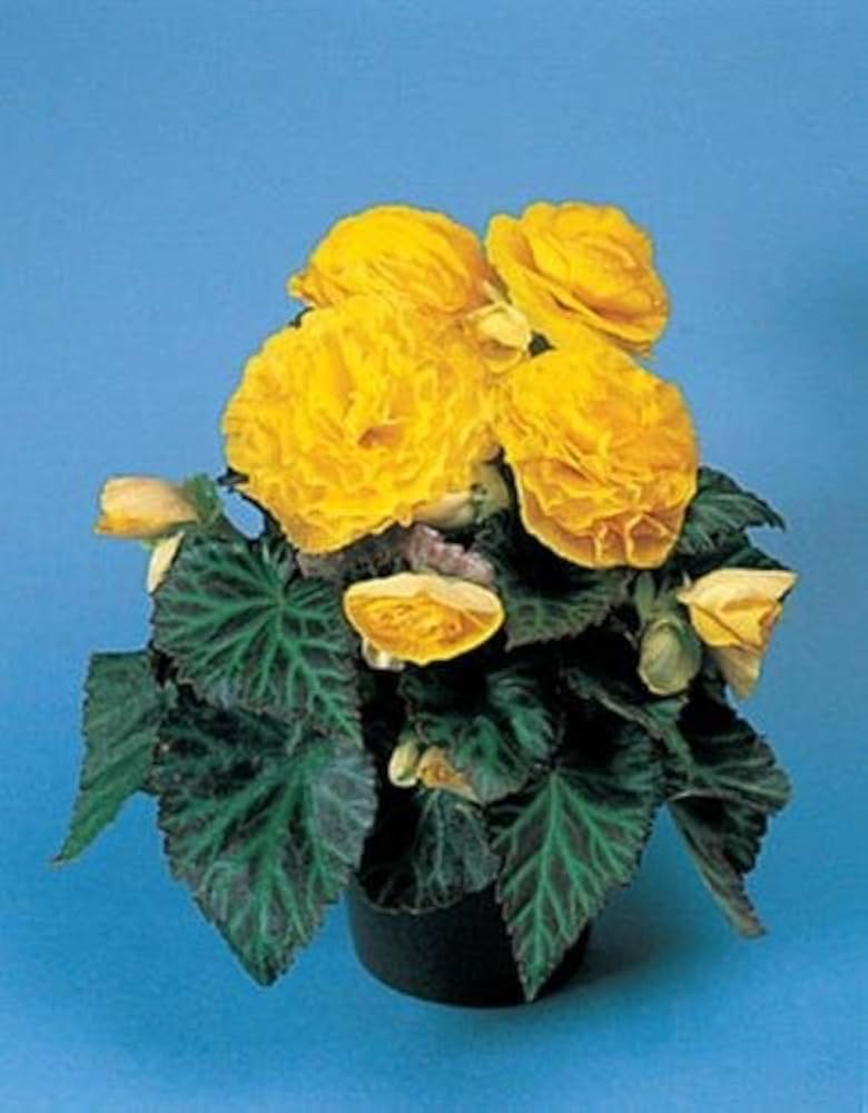 yellow begonia flower seeds