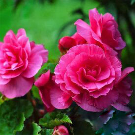 Dark Pink Begonia Flower Seeds for Planting – Heirloom Non-GMO High Germination Organic Seeds