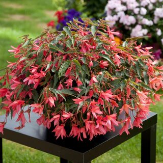 Pink Begonia Boliviensis Flower Seeds – Heirloom, Non-GMO, High Germination