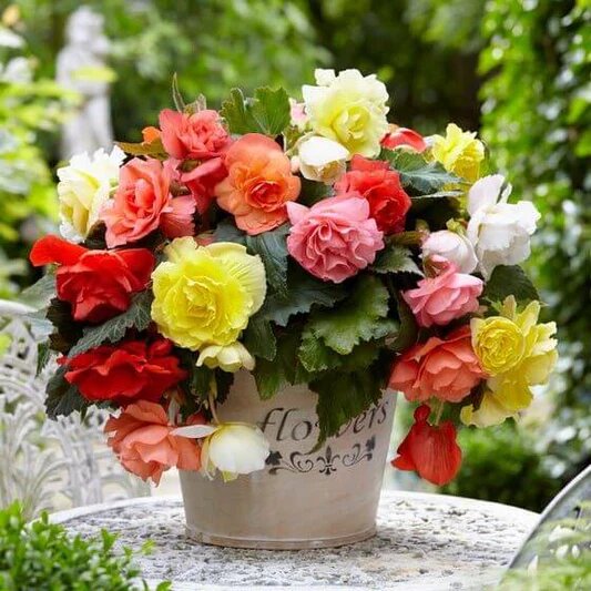 Mixed Begonia Flower Seeds for Planting – Heirloom Non-GMO High Germination Organic Seeds