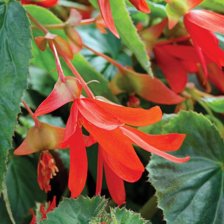 Red Begonia Boliviensis Flower Seeds – Heirloom Non-GMO High Germination Seeds
