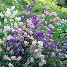 bellflowerheirloomnongmohighgerminationorganicgarden flower seeds
