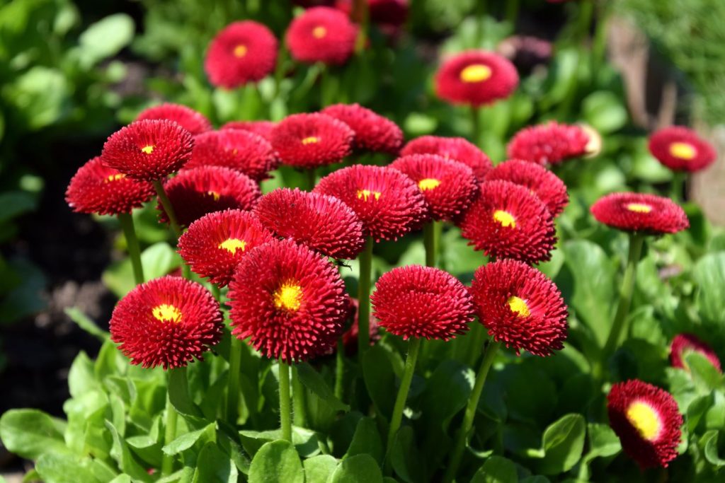 red red flower seeds