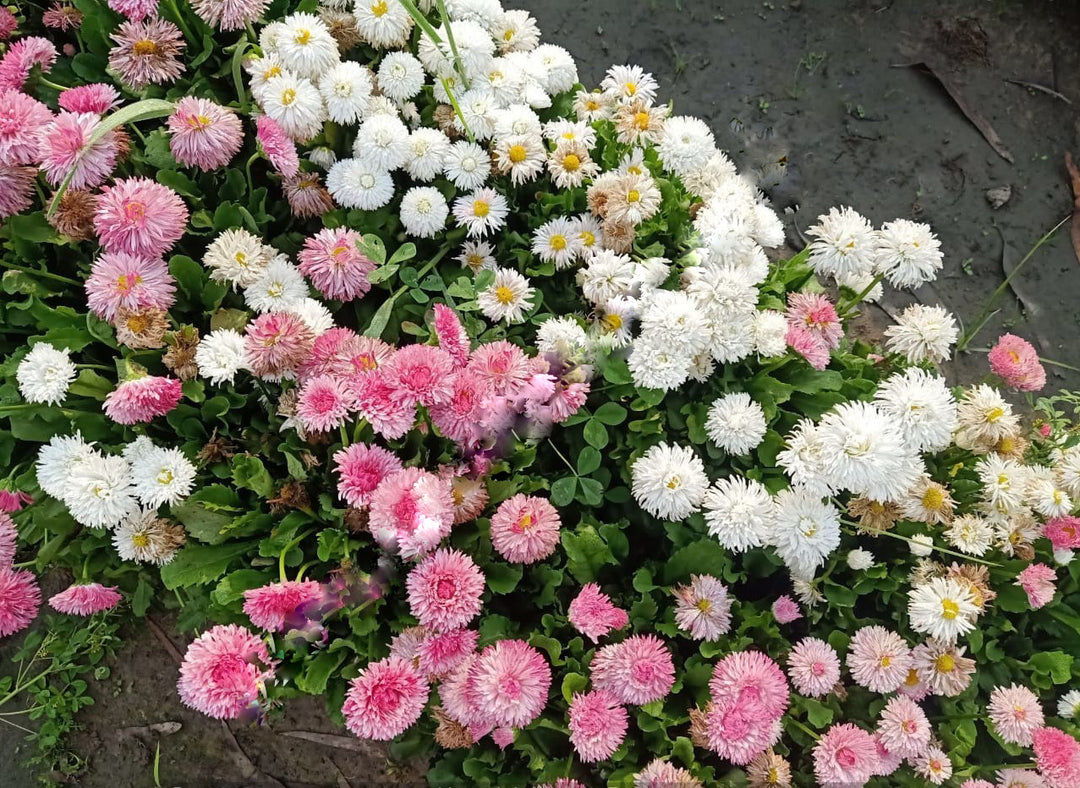 Mixed Bellis Perennis Tasso Flower Seeds – Heirloom, Non-GMO, High Germination Seeds