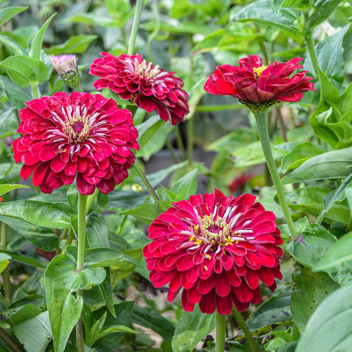 Giant Red Zinnia Flower Seeds – Heirloom Non-GMO High Germination Seeds
