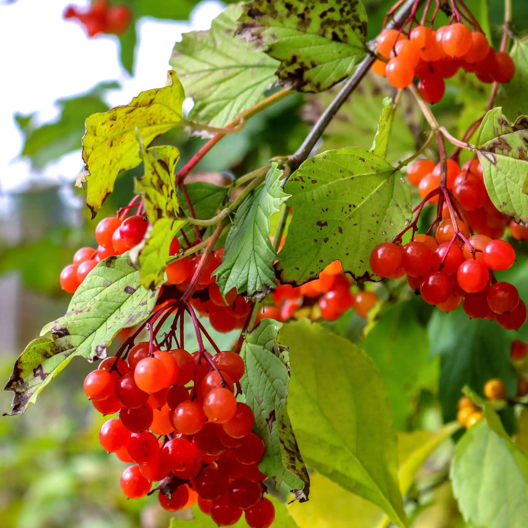 red balcony flower seeds