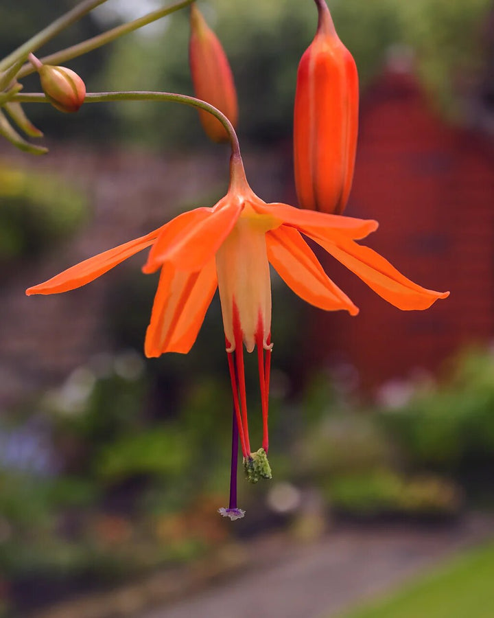 Semillas de flor Bessera Naranja para plantar – Semillas orgánicas cimera sin OGM de alta germinación