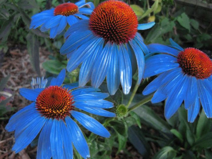 Blue Cone Flower Seeds for Planting – Heirloom Non-GMO High Germination Seeds
