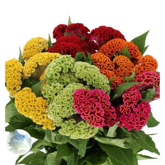 Mixed Celosia Flower Seeds for Planting – Heirloom Non-GMO High Germination Seeds