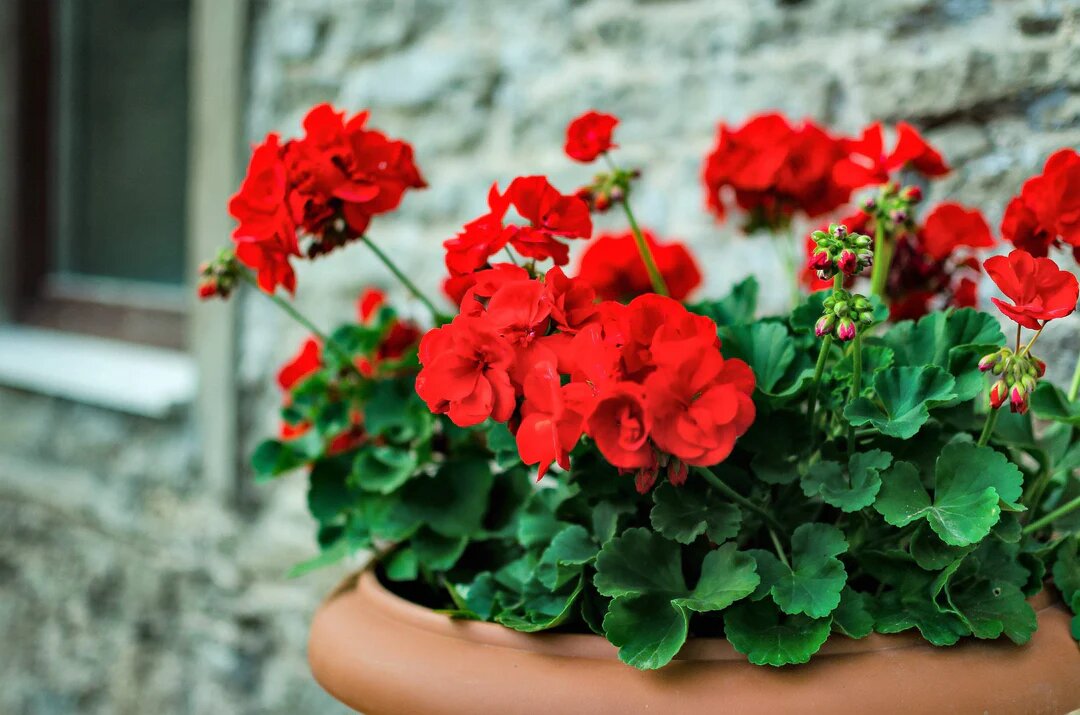 Semillas de geranio rojo Pelargonium – Cimarrón, sin OGM, alta germinación