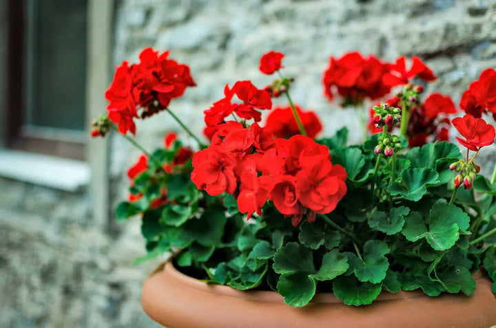 Semillas de geranio rojo Pelargonium – Cimarrón, sin OGM, alta germinación