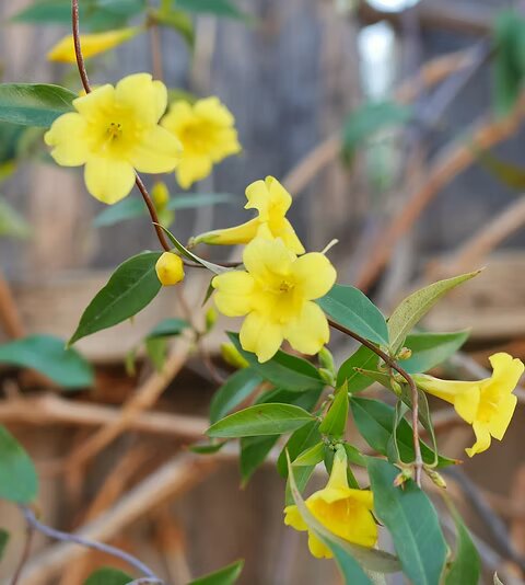 Gelsemium sempervirens Flower Seeds – Heirloom, Non-GMO, High Germination