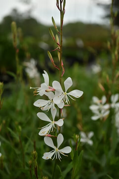 Gaura Flower Seeds White – Heirloom Non-GMO High Germination Organic Garden Seeds
