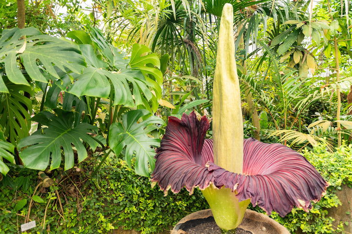 Amorphophallus Corpse Flowers Seeds – Heirloom, Non-GMO, High Germination Seeds