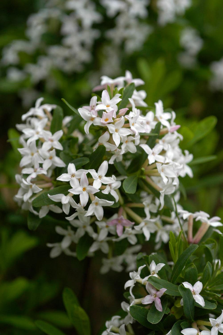 Daphne Flower Seeds White – Heirloom Non-GMO High Germination Organic Seeds