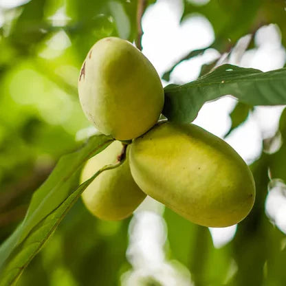 Green Asimina Triloba (Pawpaw) Seeds – Heirloom, Non-GMO, High Germination Organic Garden Seeds