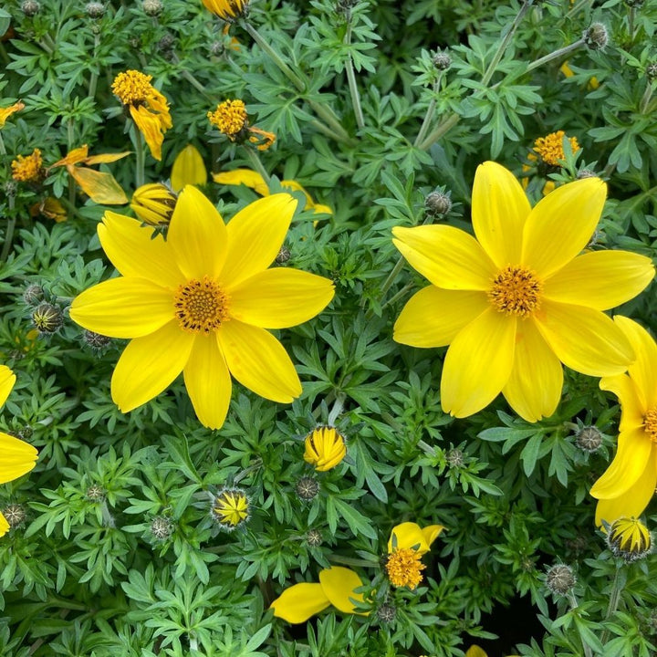 Bidens Ferulifolia Flower Seeds for Planting – Heirloom Non-GMO High Germination Organic Garden Seeds