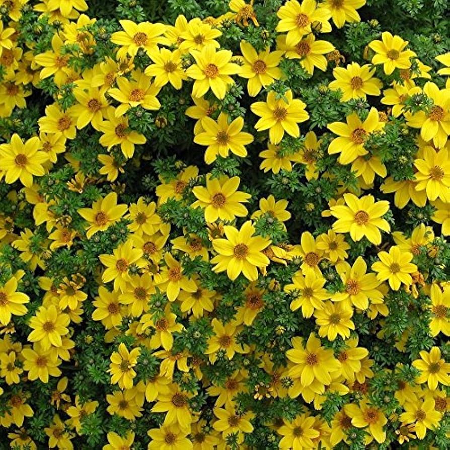 bidens flower flower seeds