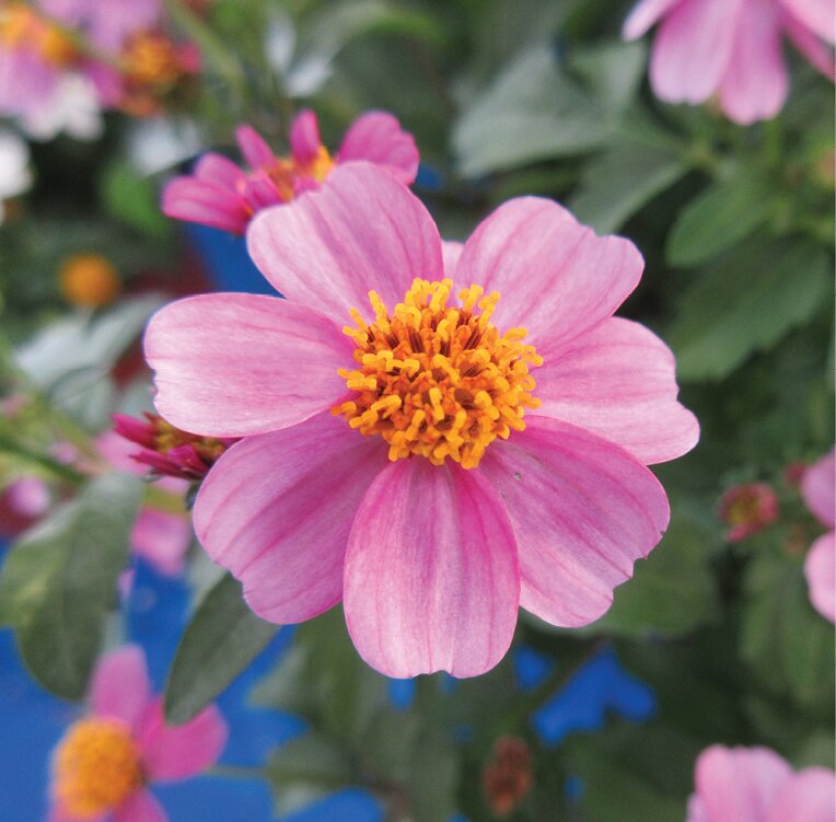 Pink Bidens Flower Seeds – Heirloom, Non-GMO, High Germination Organic Garden Seeds for Planting