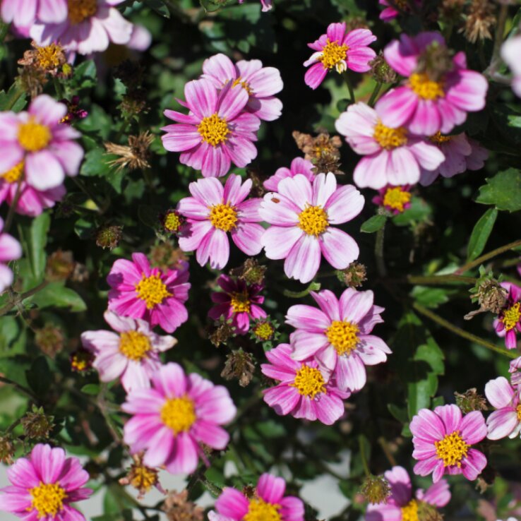 Pink Bidens Flower Seeds – Heirloom, Non-GMO, High Germination Organic Garden Seeds for Planting