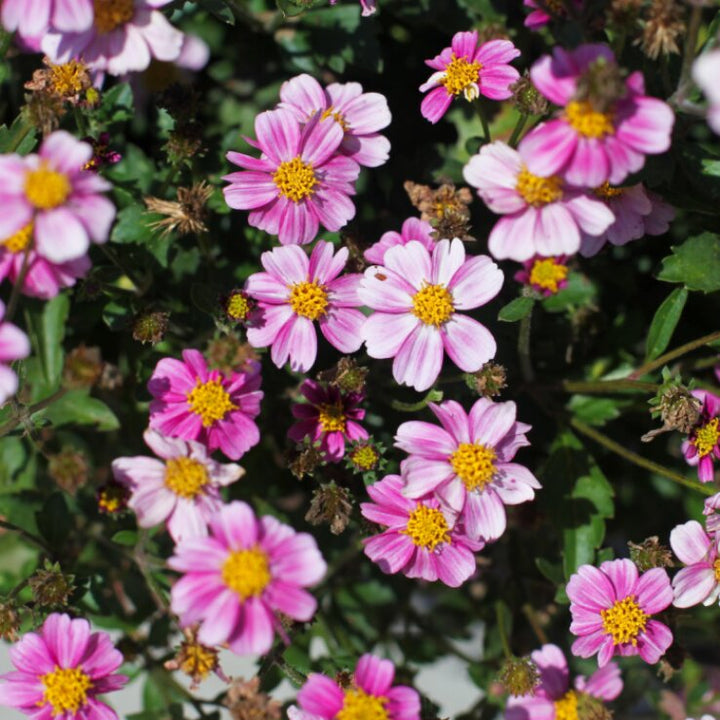 Pink Bidens Flower Seeds – Heirloom, Non-GMO, High Germination Organic Garden Seeds for Planting
