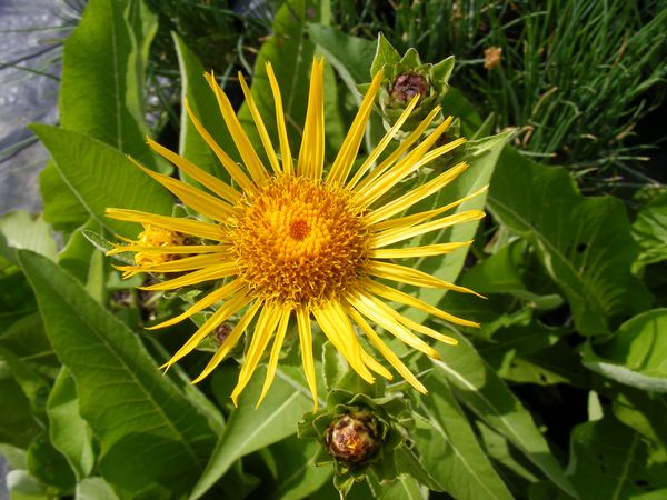 Elecampane Flower Seeds – Heirloom, Non-GMO, High Germination Organic Garden Seeds