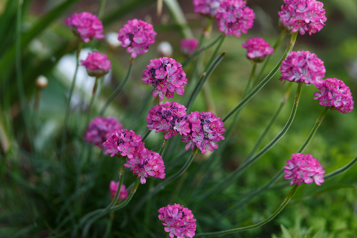 Giant Armeria Flower Seeds Pink Heirloom Non-GMO High Germination Organic Garden Seeds