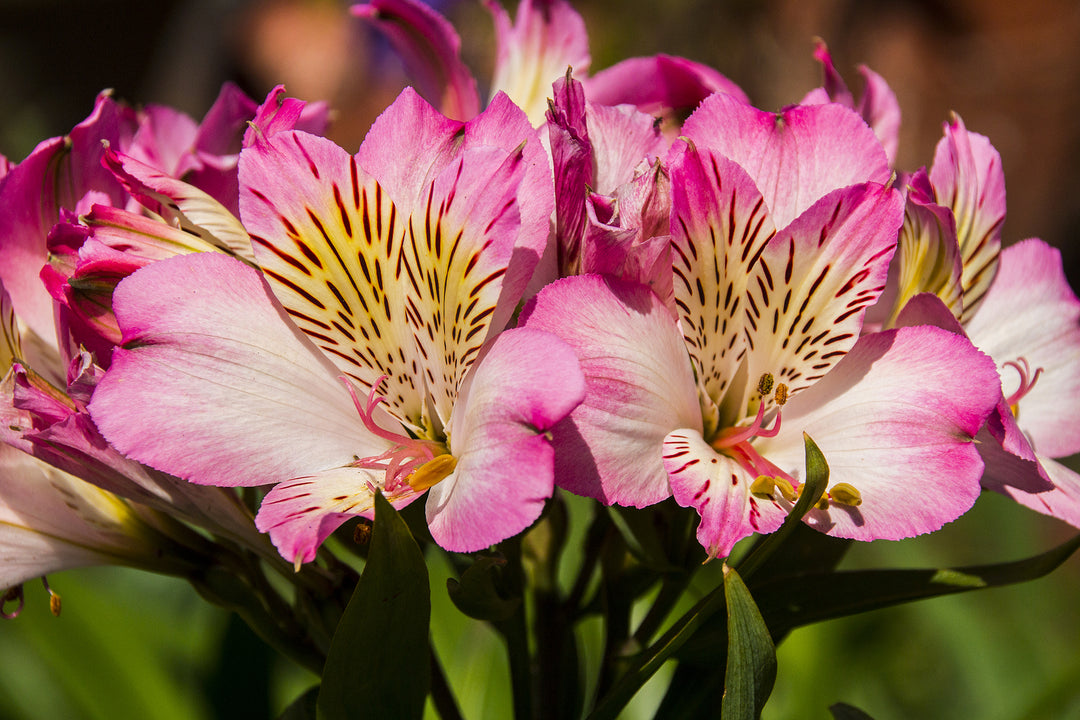 Giant Alstroemeria Flower Seeds Pink For Planting – Heirloom, Non-GMO Seeds