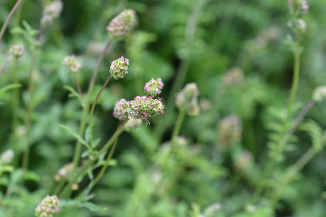 salad burnet flower seeds