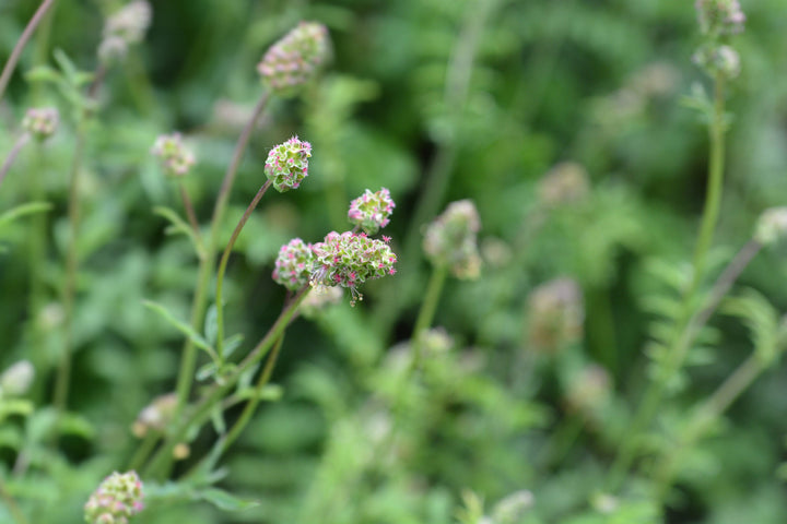 salad burnet flower seeds